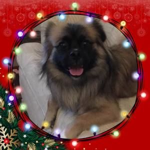 Meet your Posher, Joyce